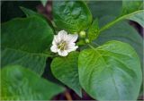 Capsicum annuum