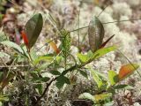 Salix hastata