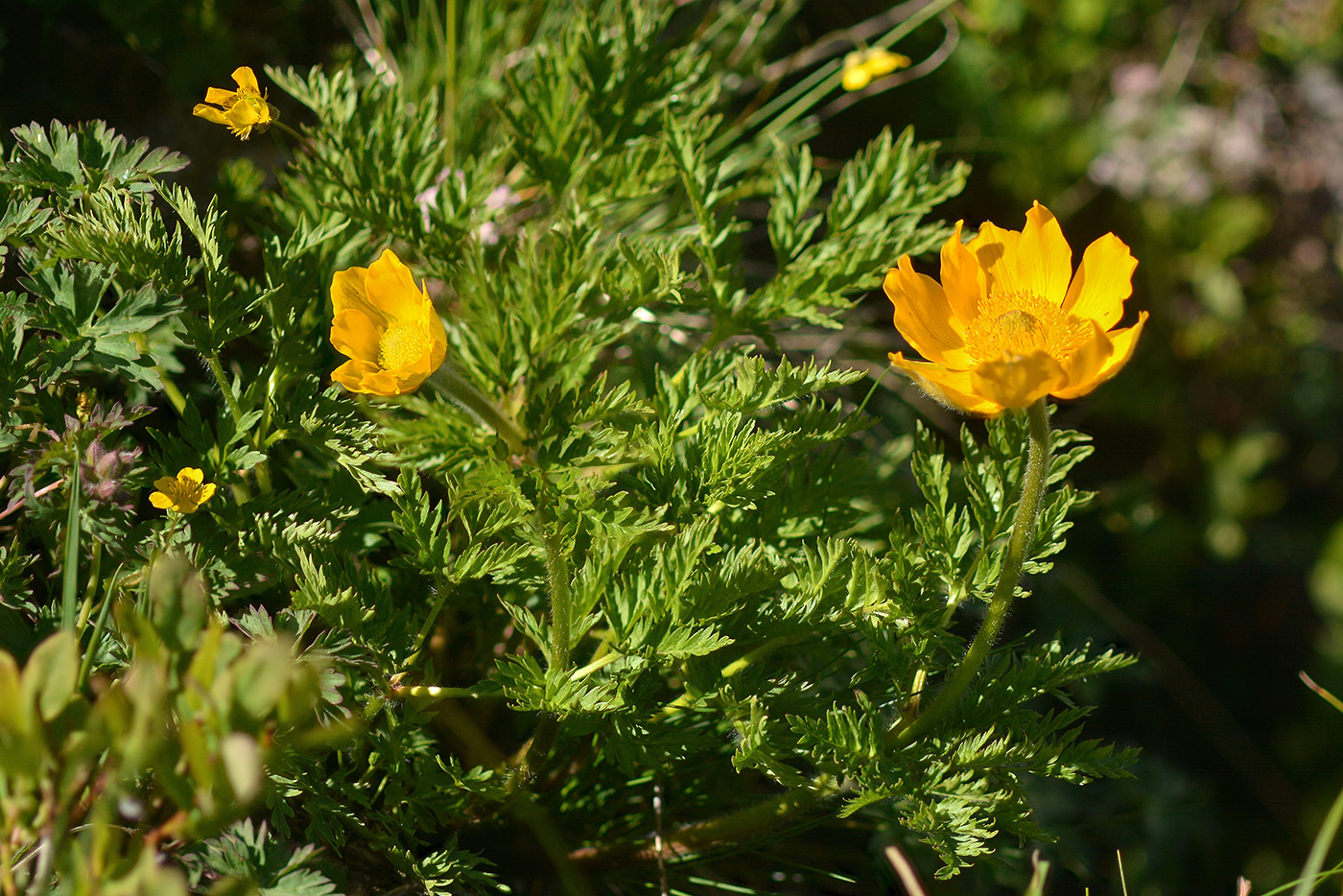 Image of Pulsatilla aurea specimen.