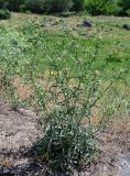 Centaurea iberica. Растение с развивающимися соцветиями. Армения, обл. Арагацотн, окр. с. Агарак, ≈ 1000 м н.у.м., окраина луга. 20.06.0222.