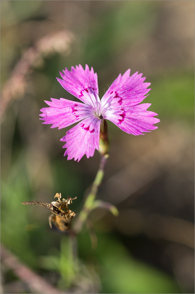 Изображение особи род Dianthus.