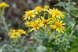 Senecio grandidentatus. Соцветия. Краснодарский край, Лазаревский р-н, мкр-н Дагомыс, гора Успенка, 160 м н.у.м., просека. 04.11.2023.