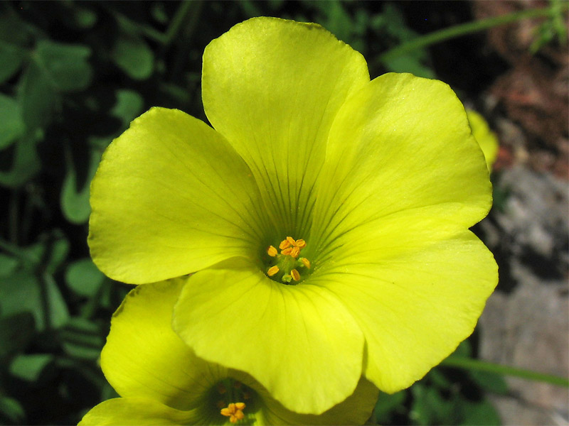 Image of Oxalis pes-caprae specimen.