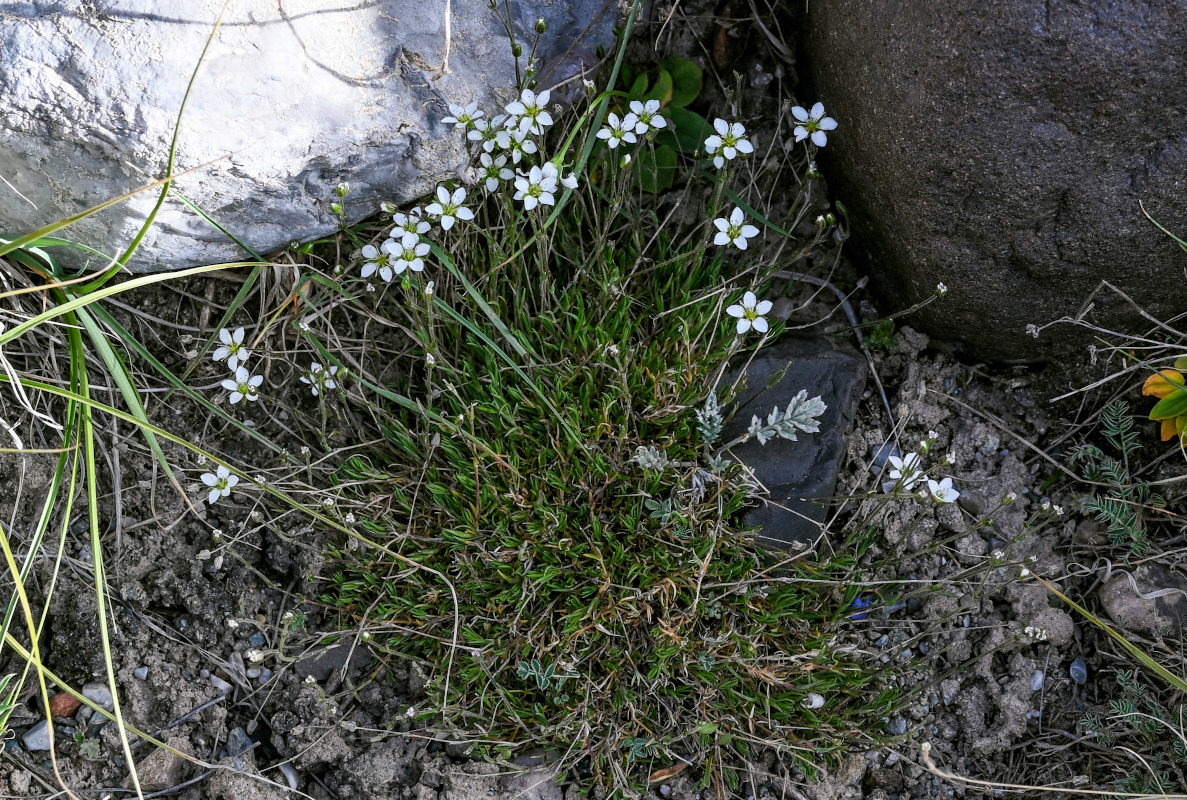 Image of Minuartia verna specimen.