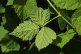 Rubus caesius. Лист (вид на абаксиальную поверхность). Новгородская обл., Новгородский р-н, дер. Юрьево, окр. музея «Витославлицы», берег. оз. Мячино под откосом дорожной насыпи, опушка травяного ивняка. 24.07.2023.