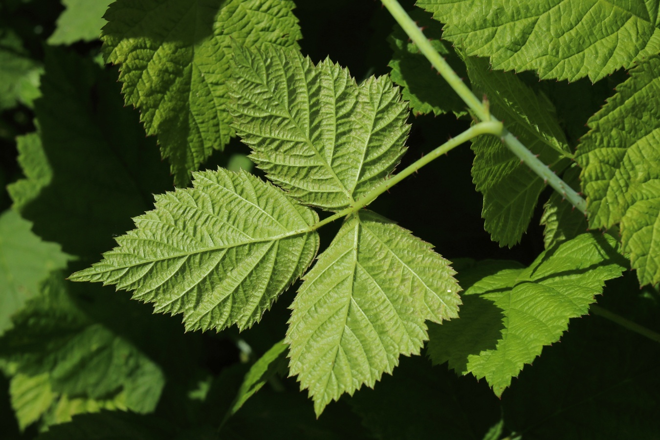 Image of Rubus caesius specimen.