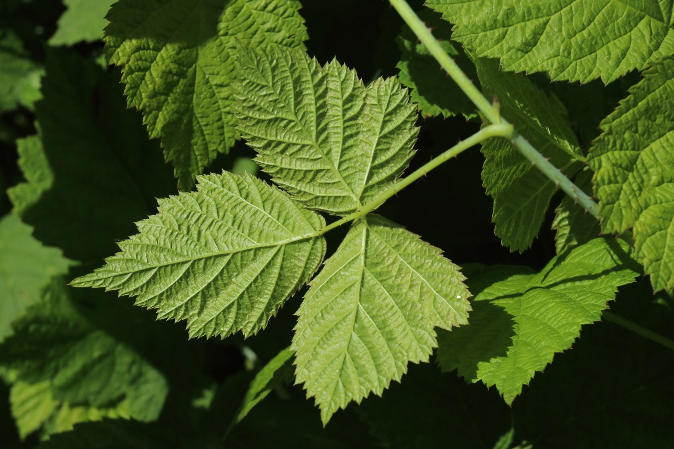 Изображение особи Rubus caesius.