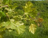 Crataegus pentagyna. Верхушка побега (видна абаксиальная поверхность листьев). Краснодарский край, Новороссийский р-н, гора Рябкова, остепнённый луг с одиночными деревьями. 17.05.2015.