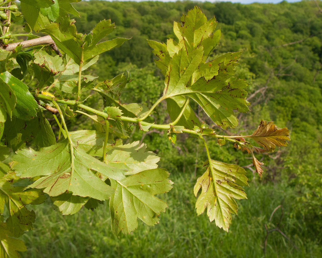 Изображение особи Crataegus pentagyna.