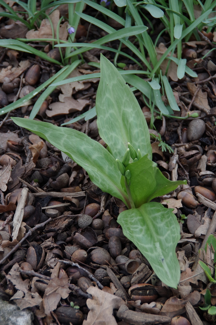 Image of Erythronium oregonum specimen.