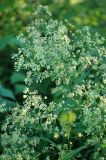 Thalictrum minus. Соцветие. Коми, окр. г. Сыктывкар, Алёшино, берег р. Вычегды, прибрежный хвойный лес . 24.06.2010.