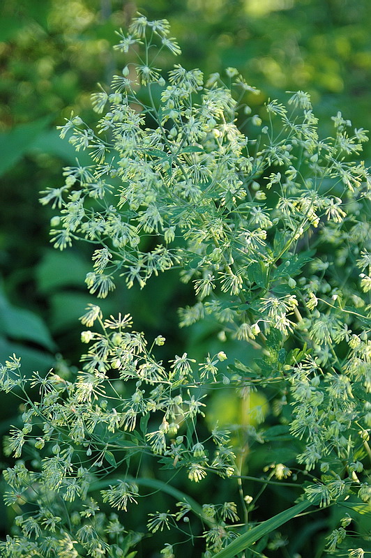 Image of Thalictrum minus specimen.
