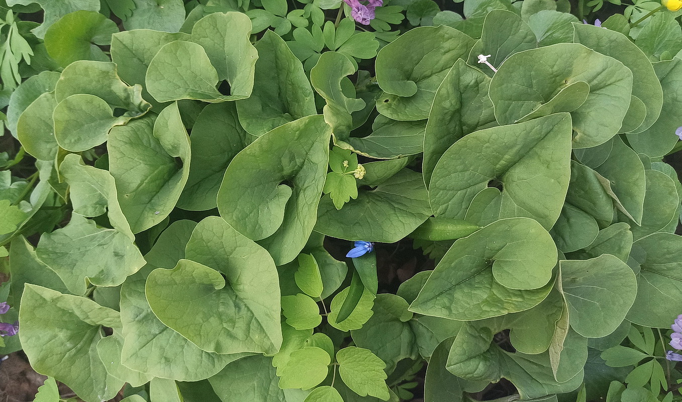 Изображение особи Asarum sieboldii.