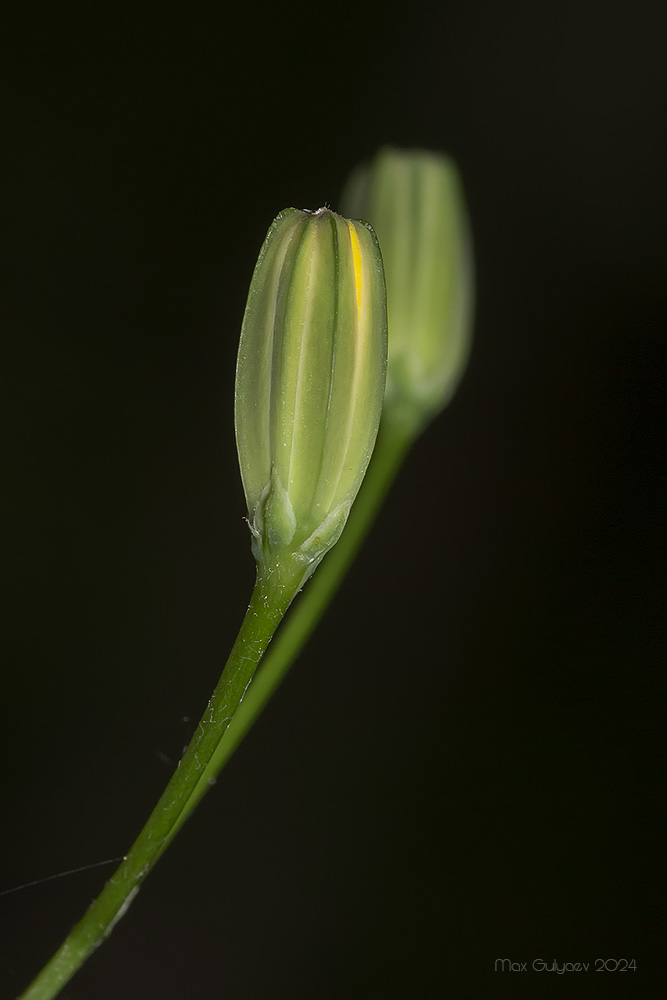 Image of Lapsana intermedia specimen.