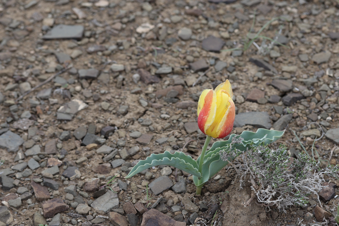 Image of Tulipa alberti specimen.