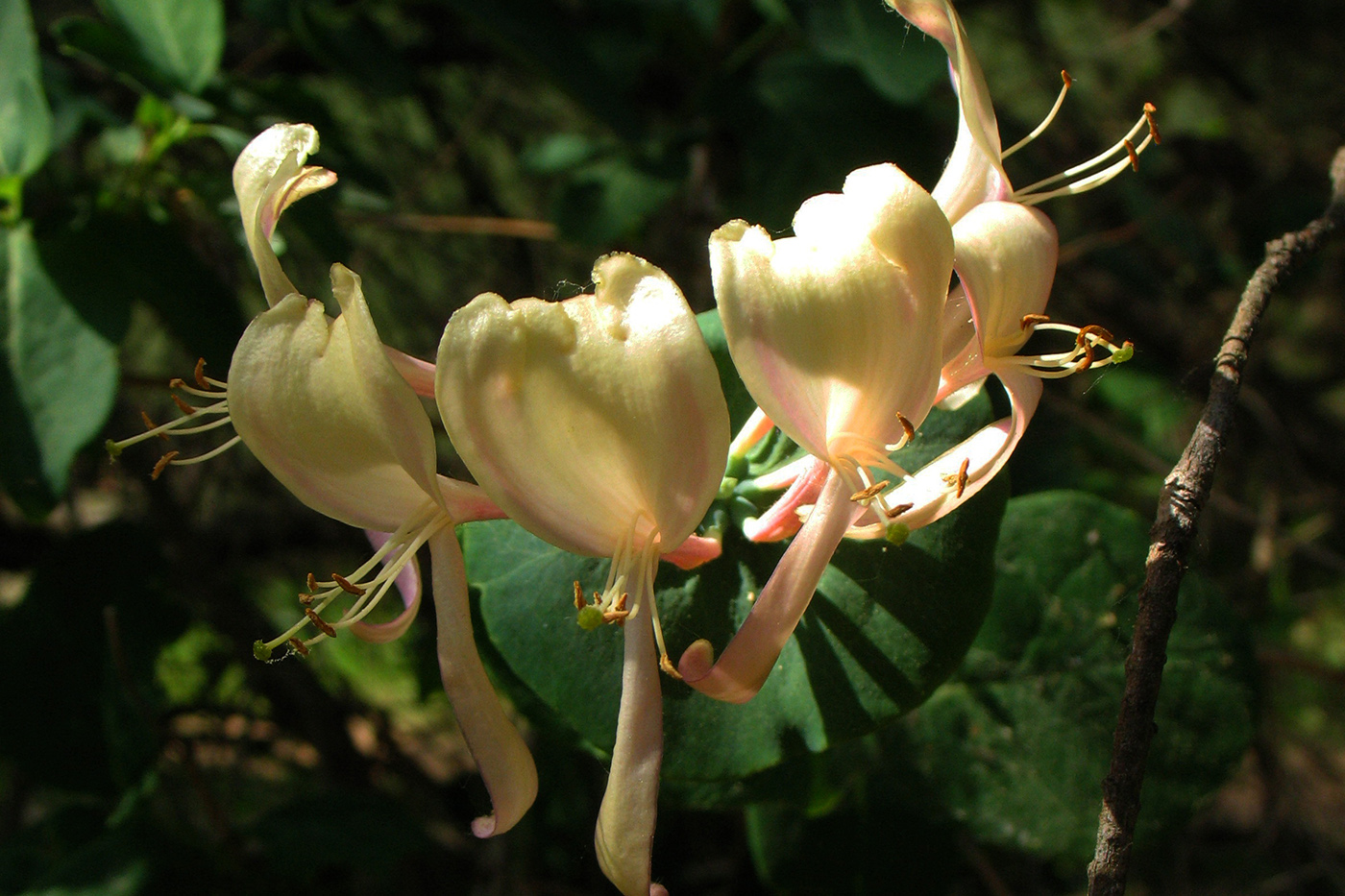 Image of Lonicera periclymenum specimen.