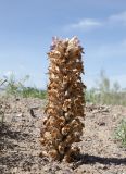 Cistanche salsa