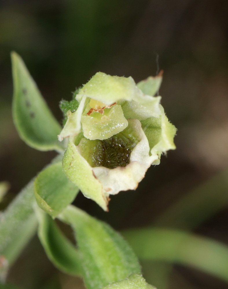 Изображение особи Epipactis krymmontana.