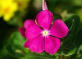 Catharanthus roseus