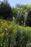 genus Dipsacus