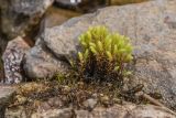 род Bryum. Вегетирующее растение. Карачаево-Черкесия, Урупский р-н, хр. Абишира-Ахуба, окр. оз. Перевальное, ≈ 2700 м н.у.м., ручей. 11.08.2024.