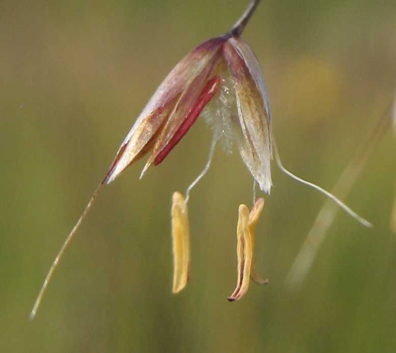 Image of Avenella flexuosa specimen.