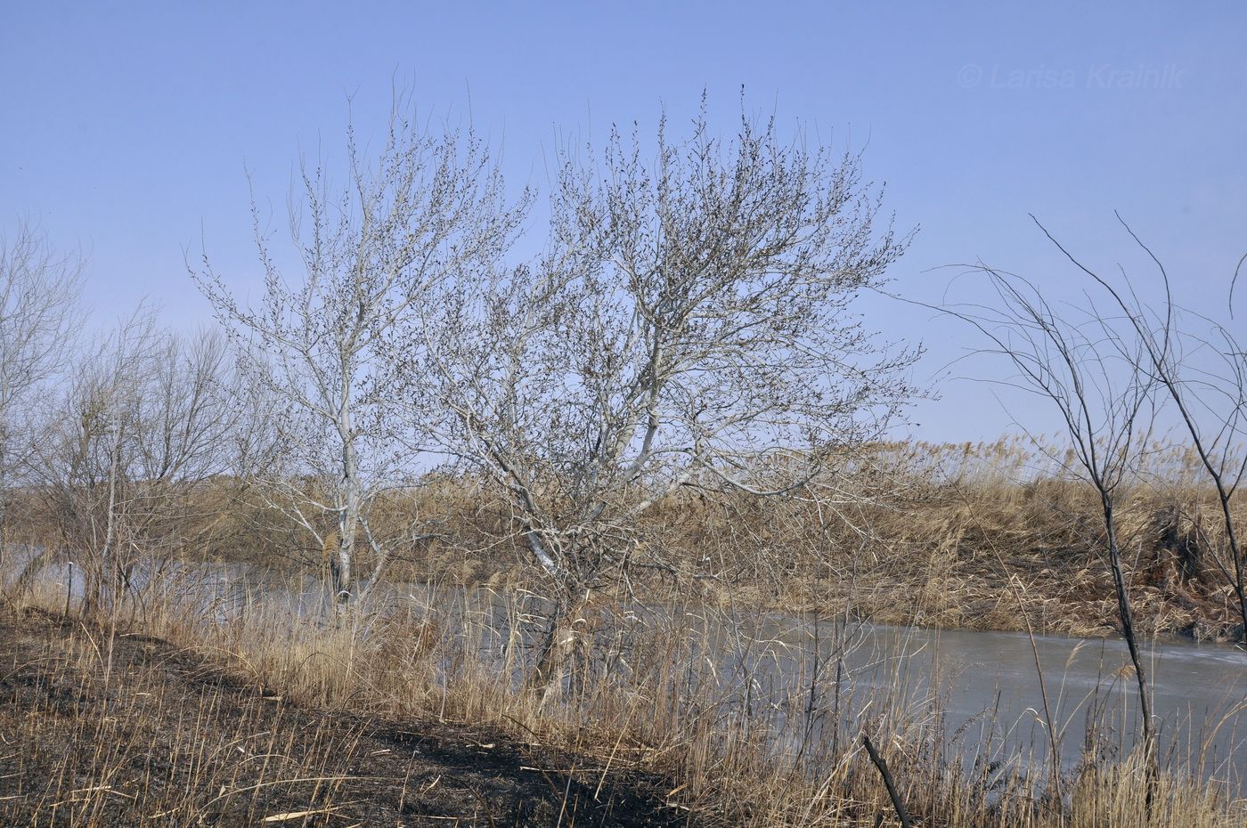 Image of genus Populus specimen.