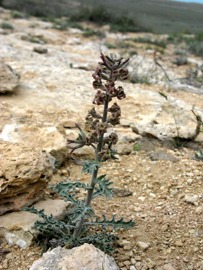 Image of Matthiola robusta specimen.