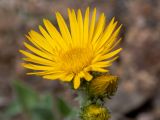 Inula oculus-christi