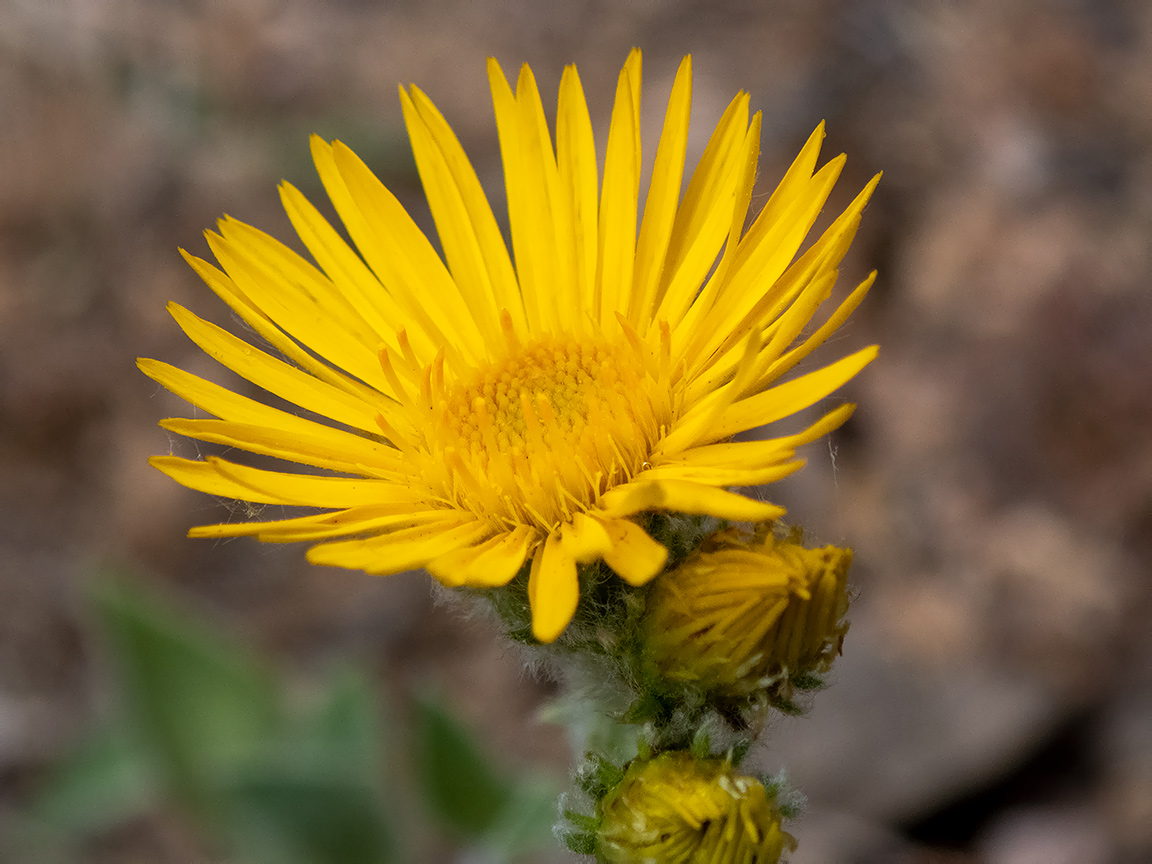 Изображение особи Inula oculus-christi.