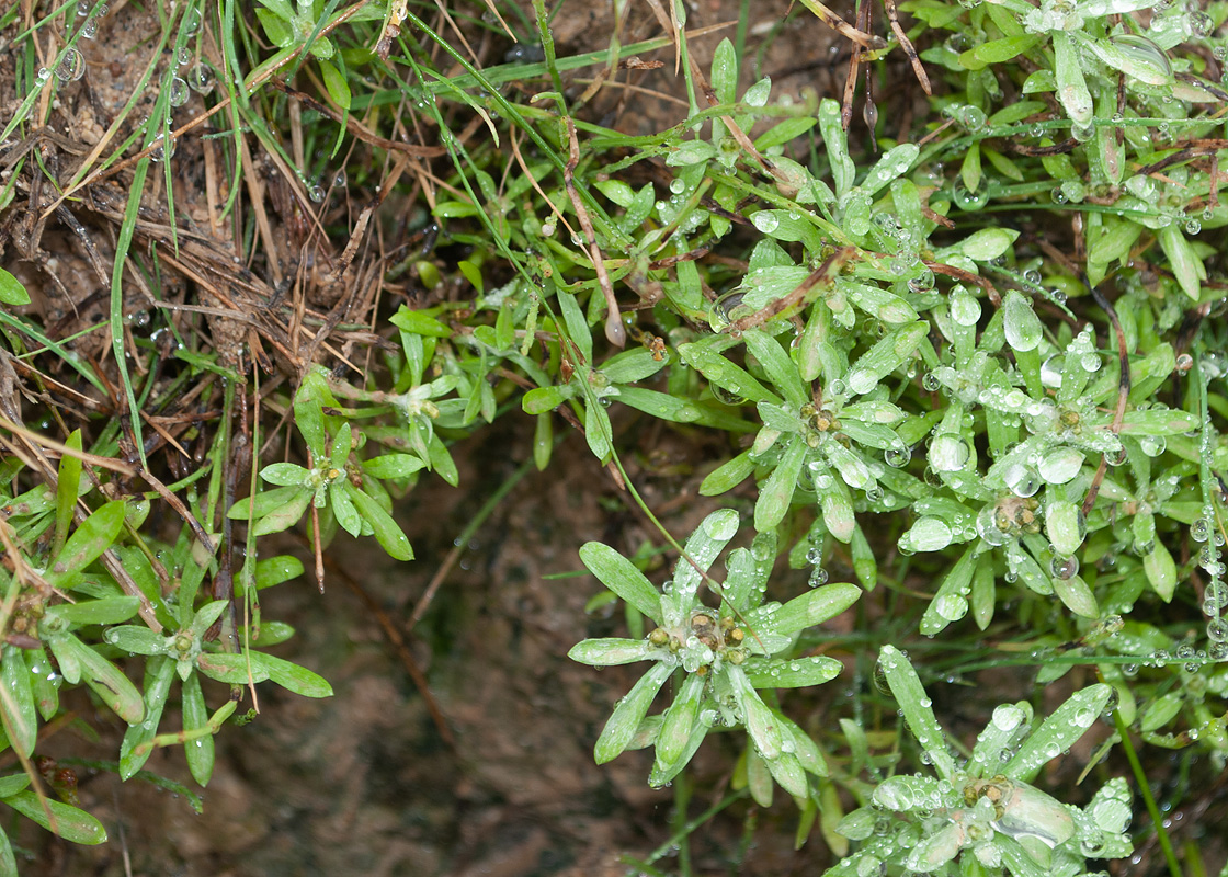 Изображение особи Gnaphalium uliginosum.
