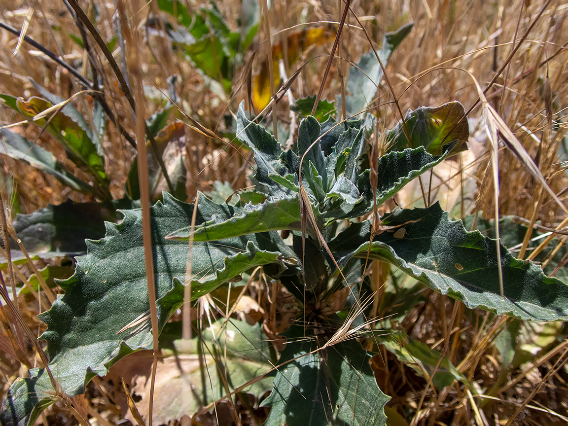 Изображение особи Hyoscyamus niger.