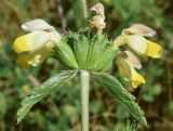 Phlomoides labiosa