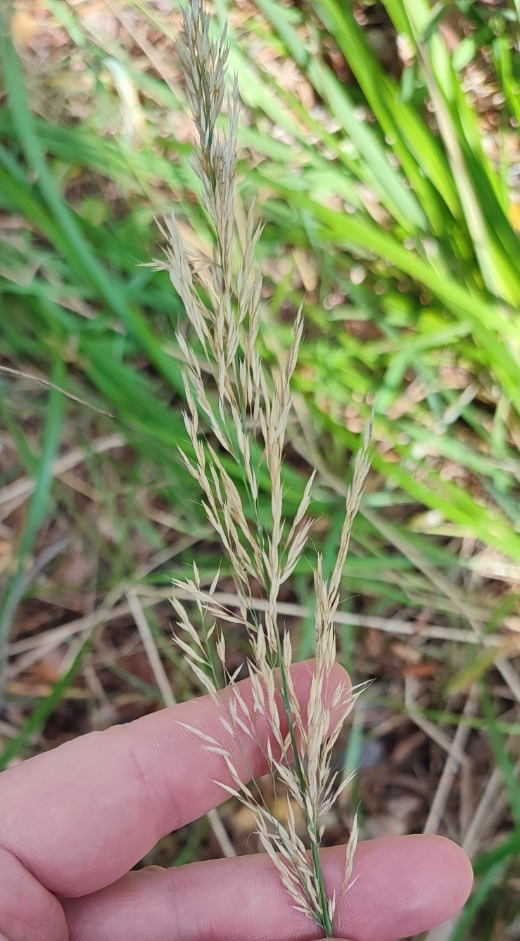 Image of Calamagrostis arundinacea specimen.