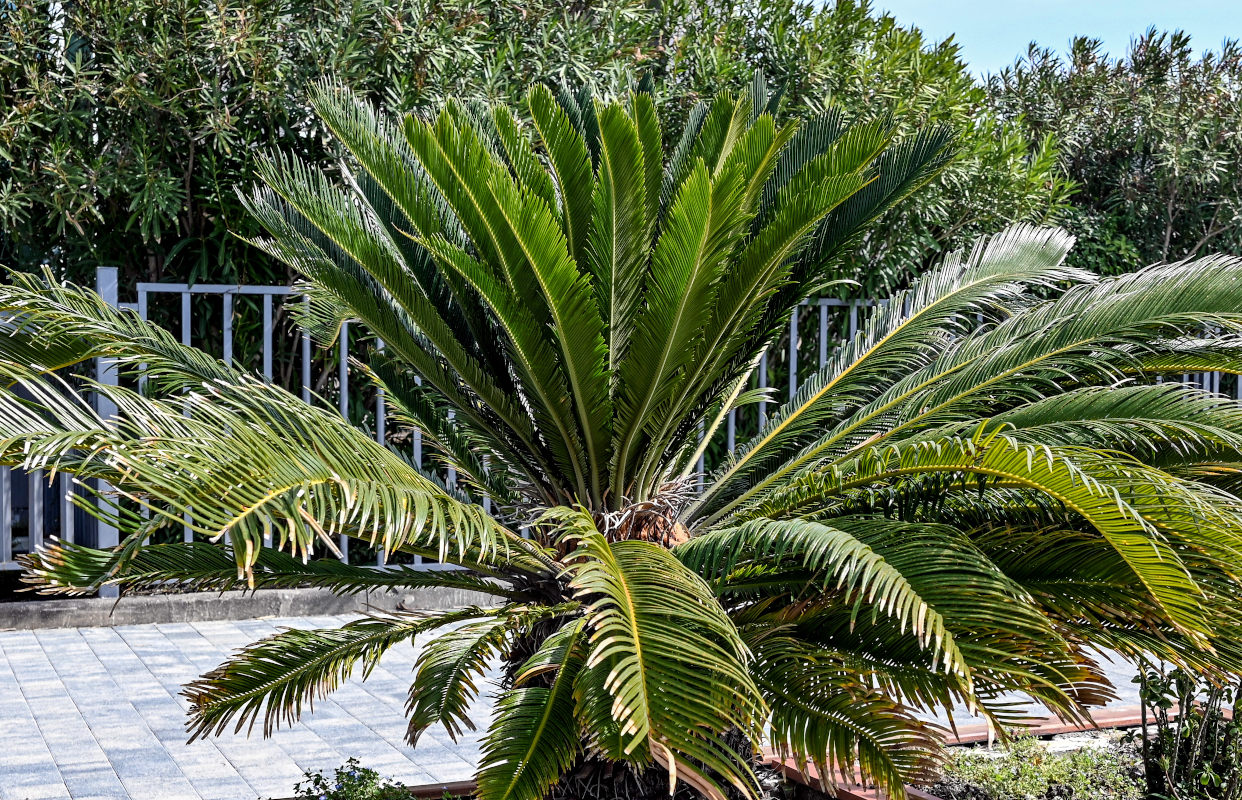 Image of Cycas revoluta specimen.