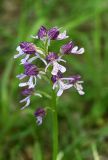 Orchis purpurea subspecies caucasica. Верхушка соцветия. Дагестан, Магарамкентский р-н, Самурский лес, широколиственный лес. 09.05.2025.