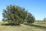 Pinus sylvestris. Деревья с шишками на выкашиваемом лугу. Псковская обл., Гдовский р-н, окр. дер. Самолва, мемориальный комплекс «Князь Александр Невский с дружиной», побережье Чудского озера. 27.04.2025.