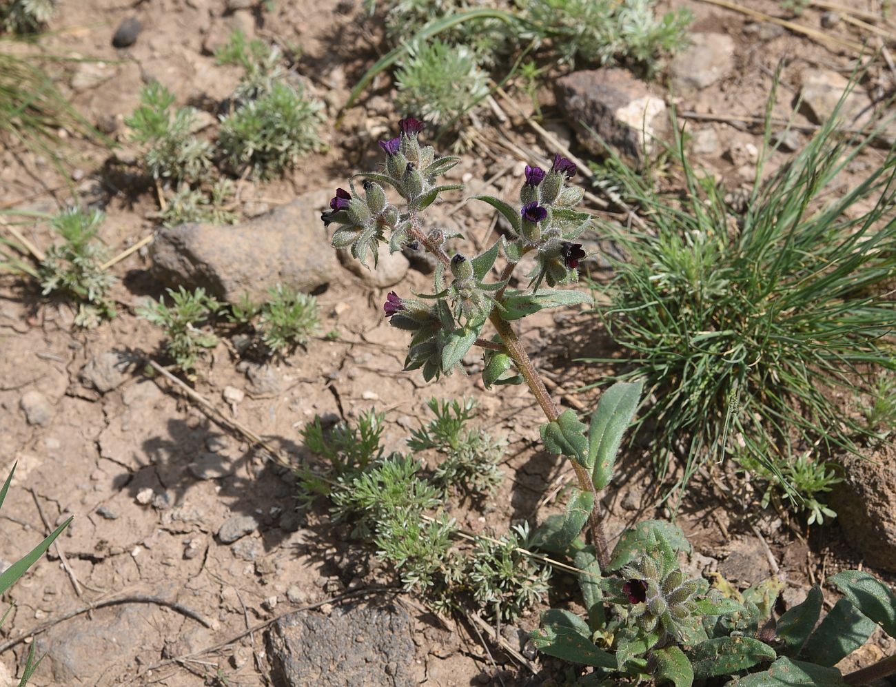 Image of genus Nonea specimen.