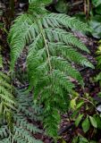 Woodwardia prolifera. Спороносящая вайя. Китай, г. Шанхай, в культуре. 25.05.2025.
