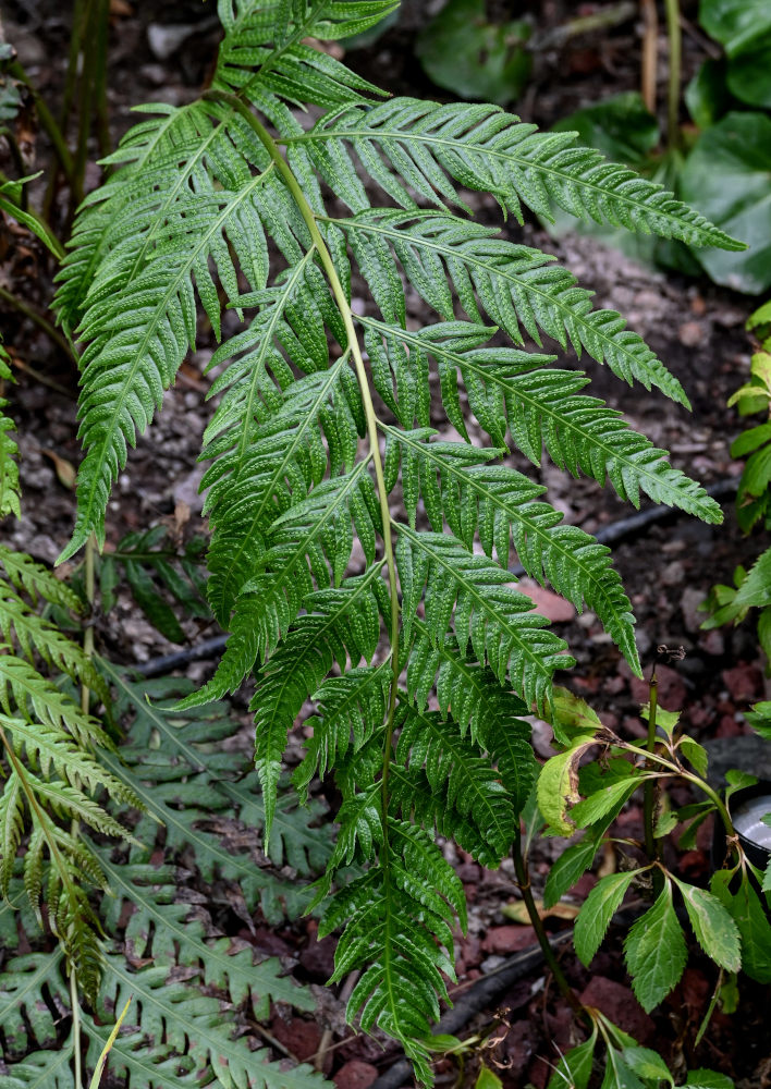 Image of Woodwardia prolifera specimen.