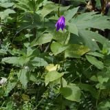 род Campanula