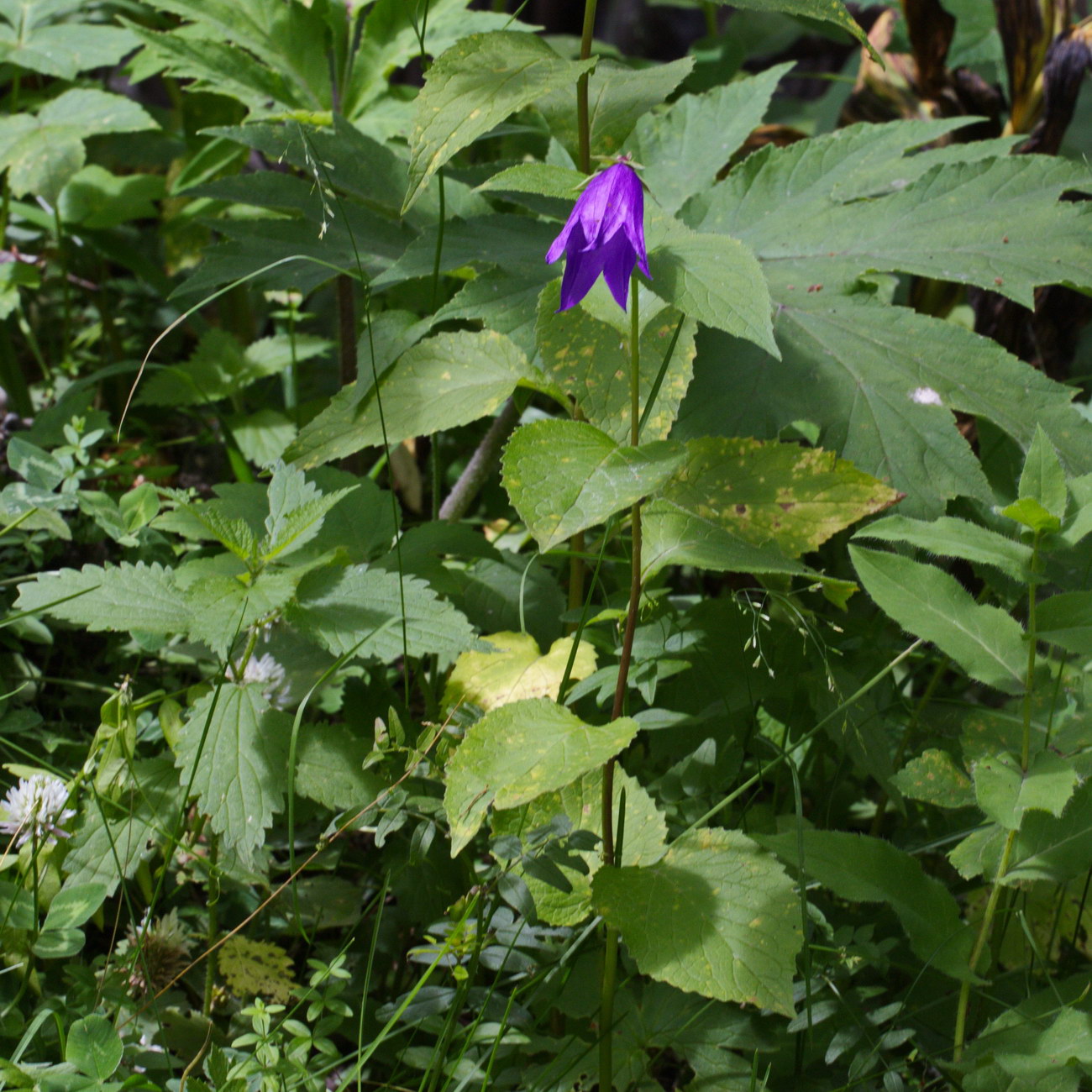 Image of genus Campanula specimen.