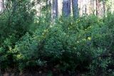 Chamaecytisus ruthenicus
