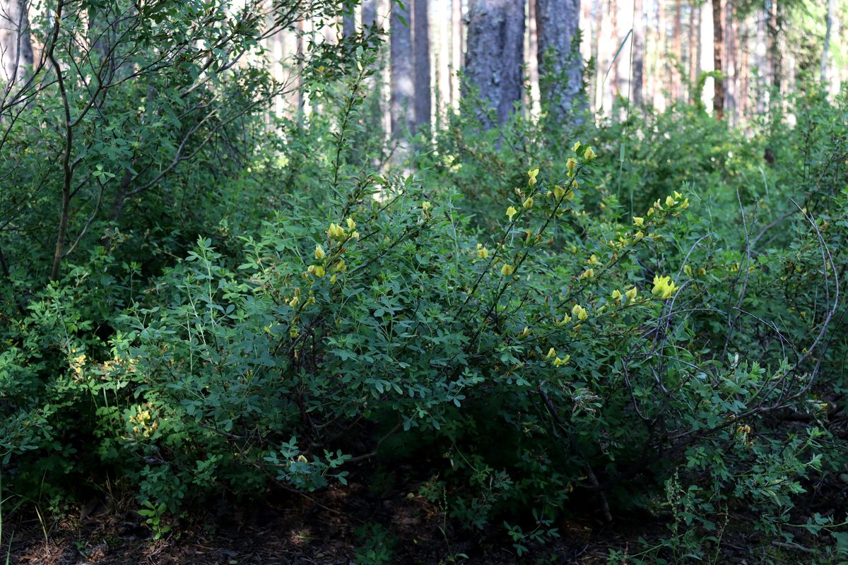 Image of Chamaecytisus ruthenicus specimen.