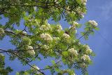 Sorbus aucuparia ssp. glabrata