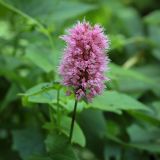 Bistorta carnea