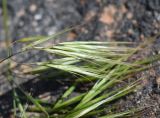 семейство Poaceae