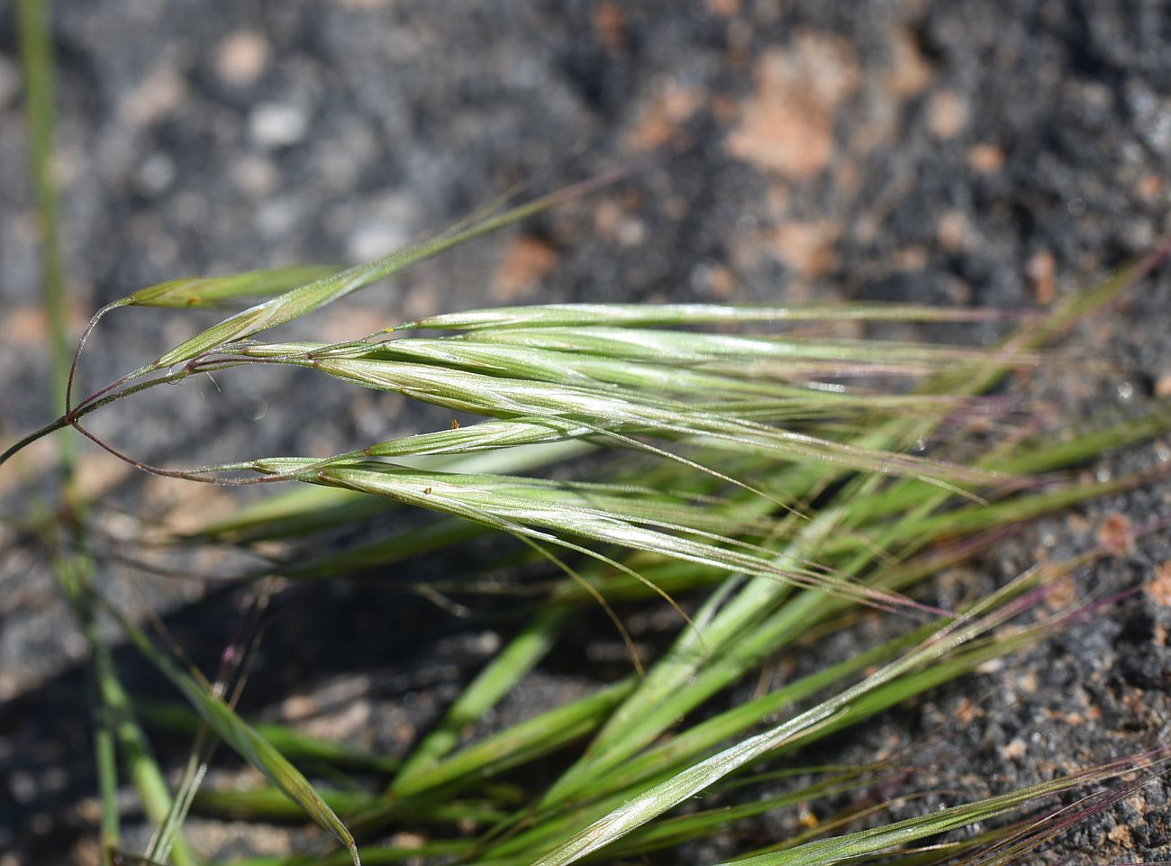 Изображение особи семейство Poaceae.