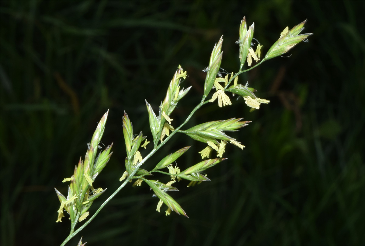 Image of Poa pratensis specimen.
