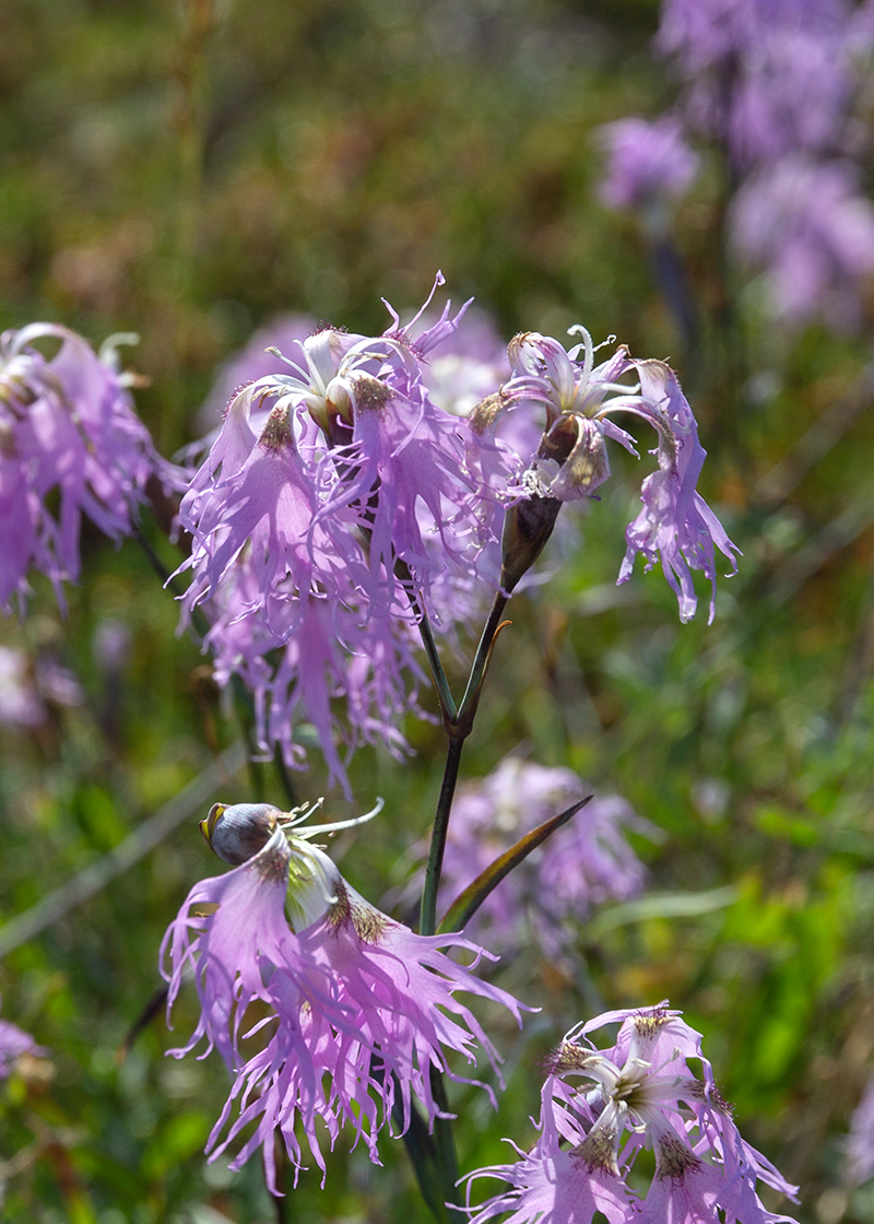 Изображение особи Dianthus superbus.